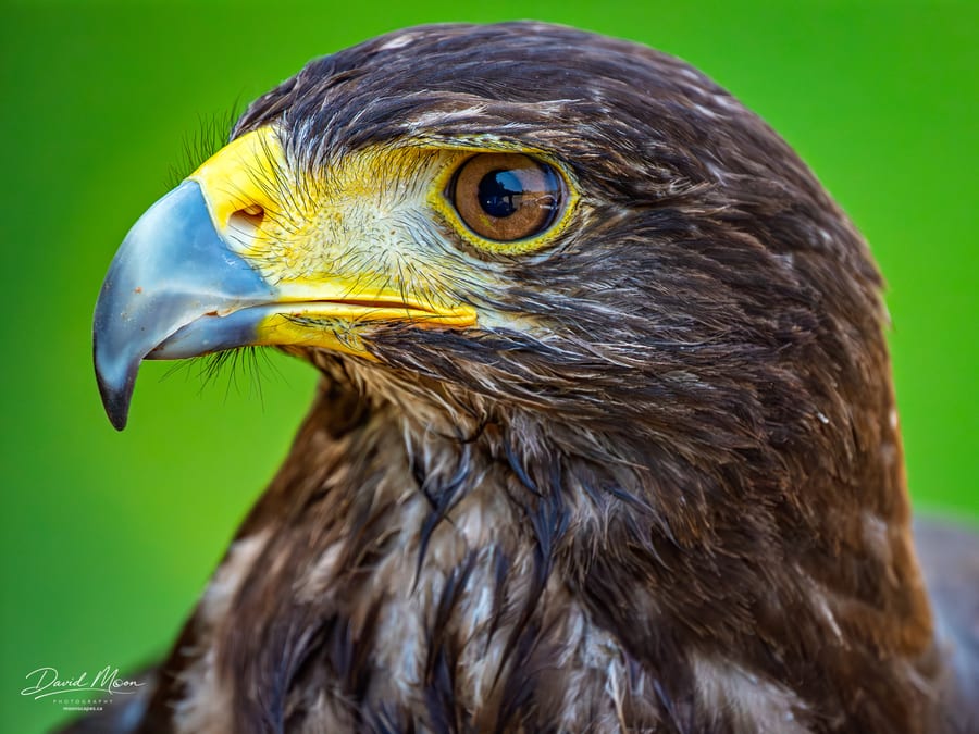 Raptor in Profile