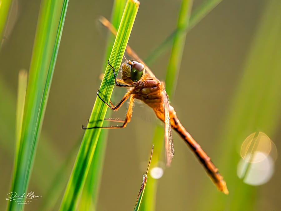 Golden Dragonfly