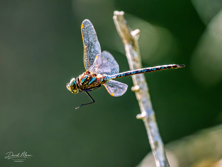 Dragonfly in Flight