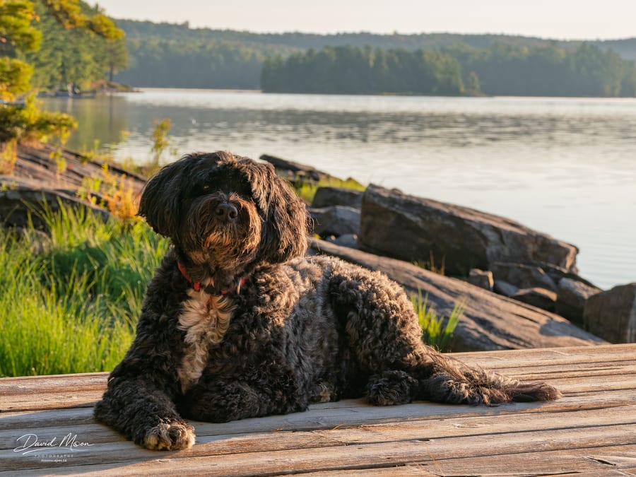 Oreo on the Dock