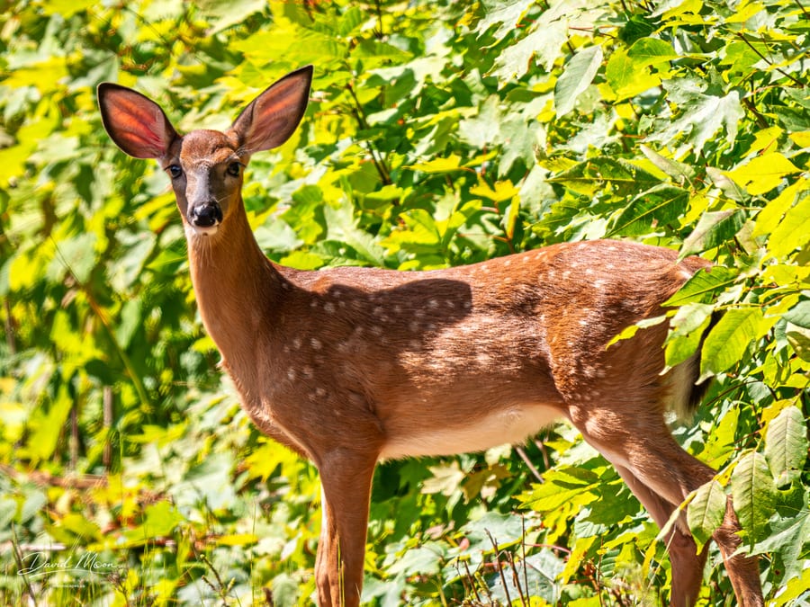 Doe in Summer Foliage