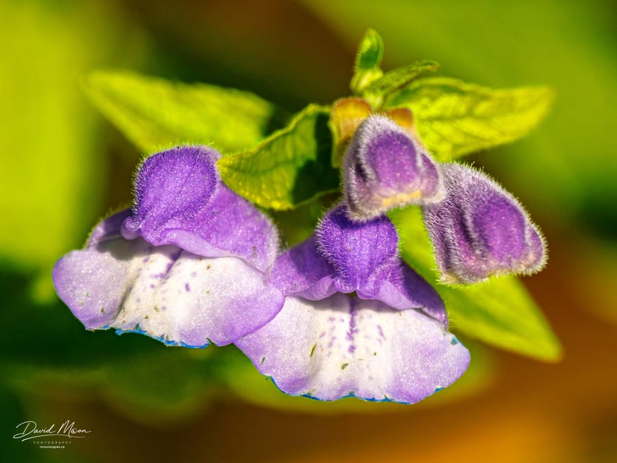 Purple Wildflower