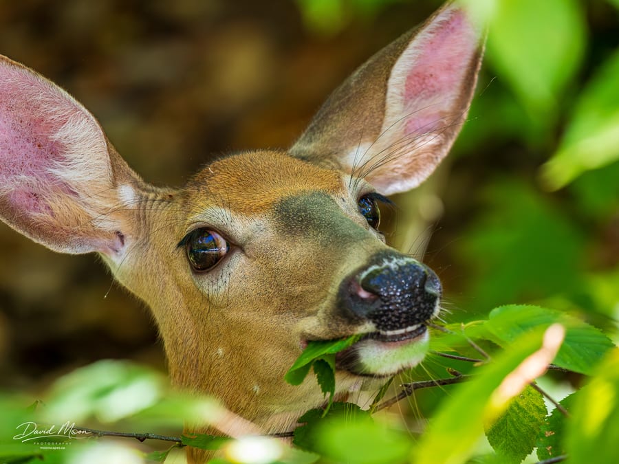 Doe Browsing in the Leaves