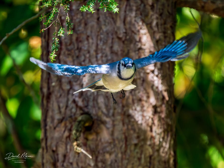 Blue Jay in Flight