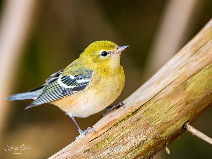 Bay-breasted Warbler