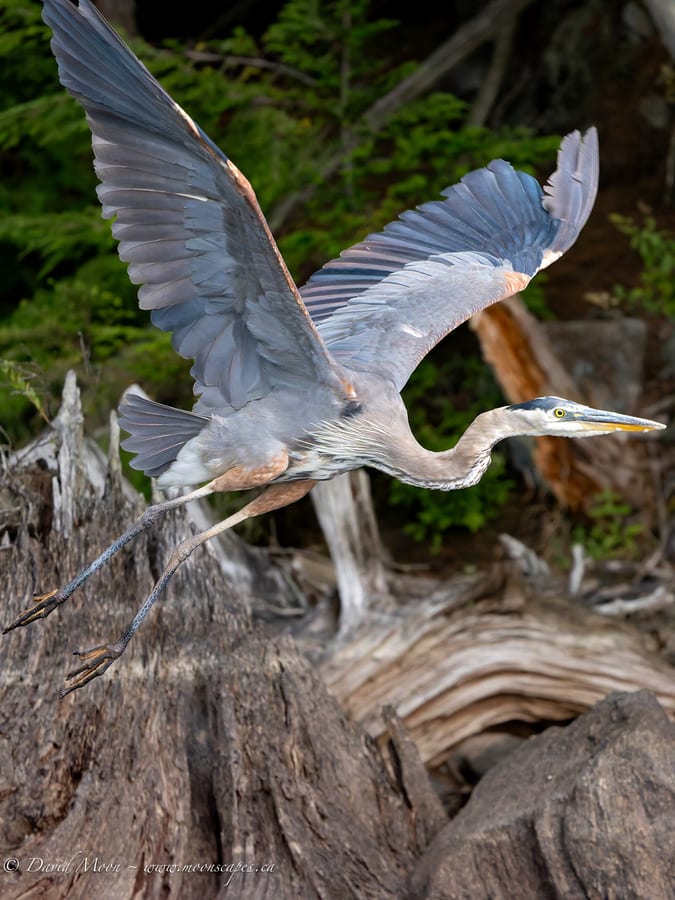 Great Blue Heron Taking Flight