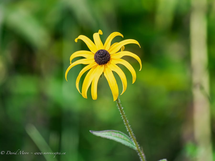 Black-eyed Susan