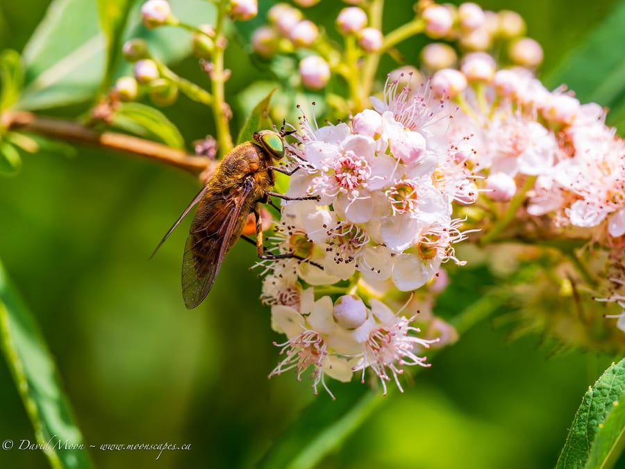 Hoverfly on White Flowers