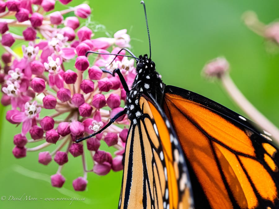 Monarch on Milkweed