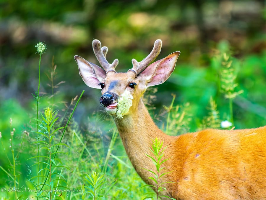 Young Buck Among the Flowers
