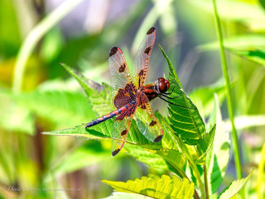 Halloween Pennant