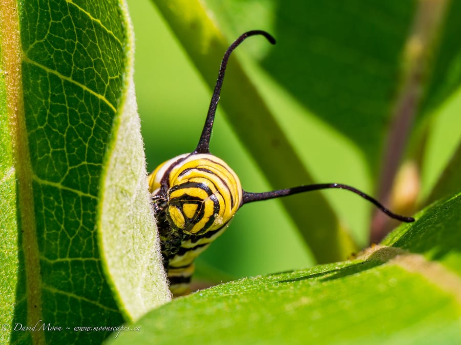 Monarch Caterpillar in the Milkweed