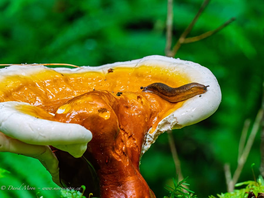 Slug Crossing Bracket Fungus