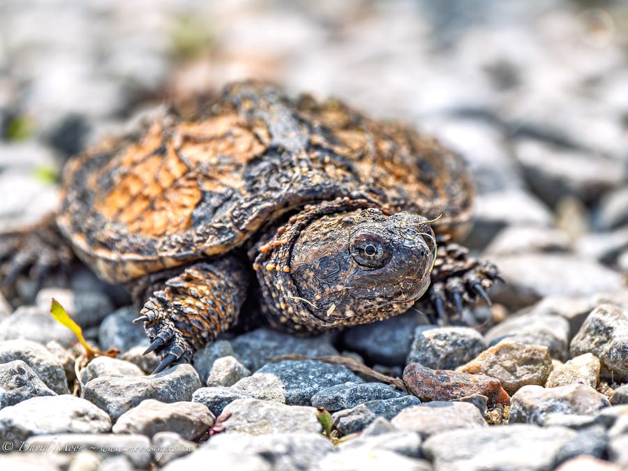 Snapping Turtle on the Gravel