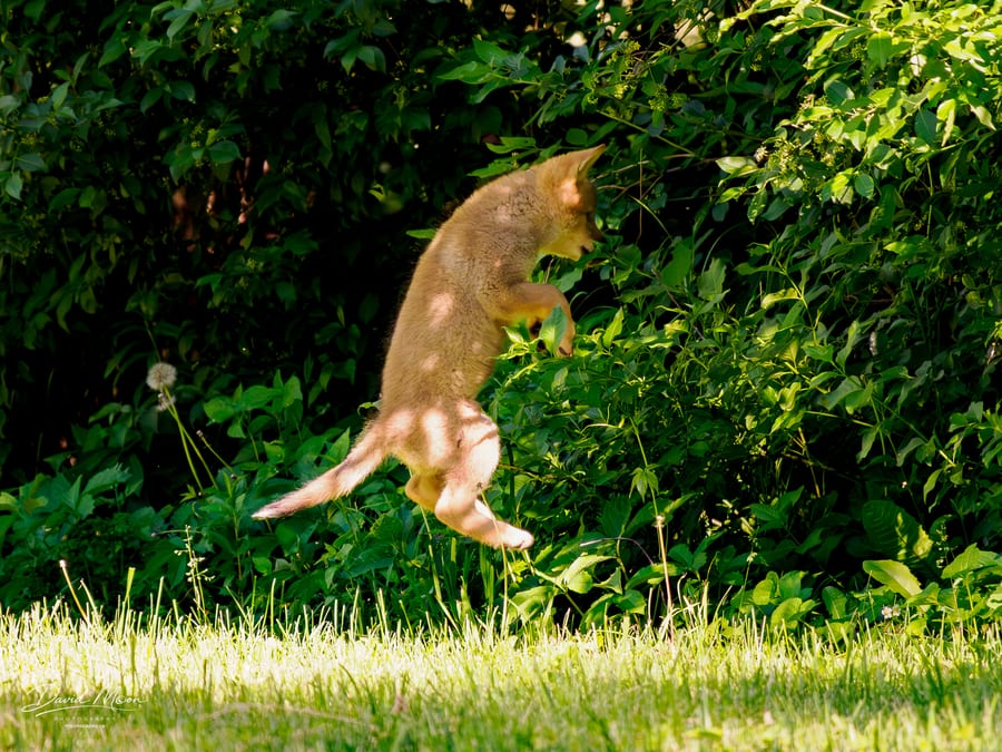 Pup Leaping into Cover