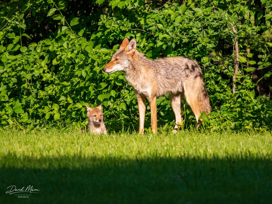 Adult Coyote and Pup on Watch