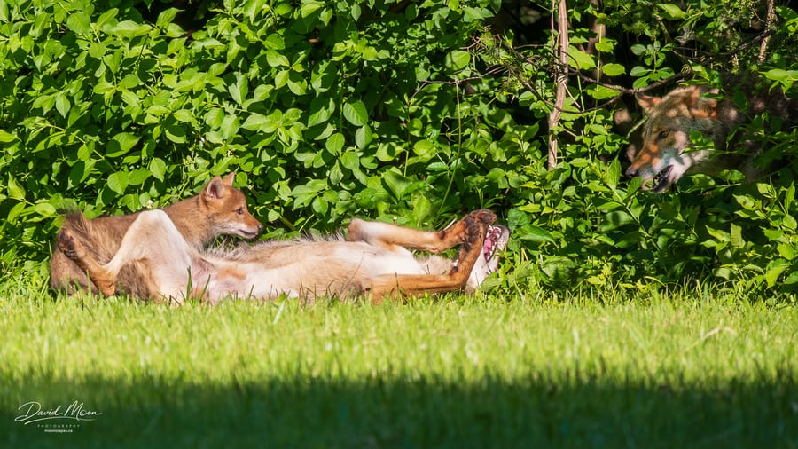 Family Play on the Grass