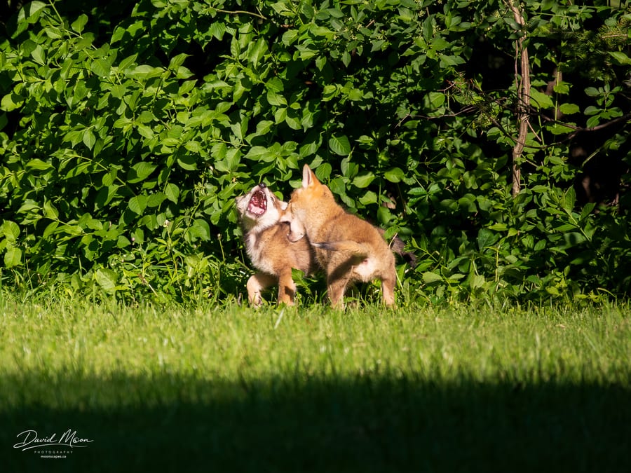 Coyote Pups Roughhousing