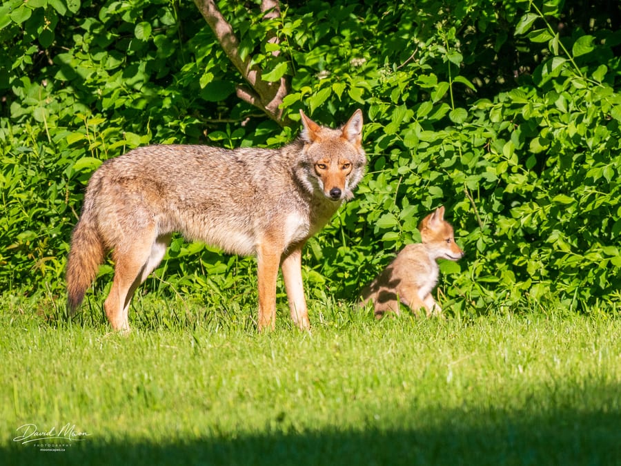 Adult and Pup at the Woodland Edge