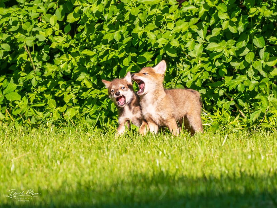 Two Pups in Full Voice