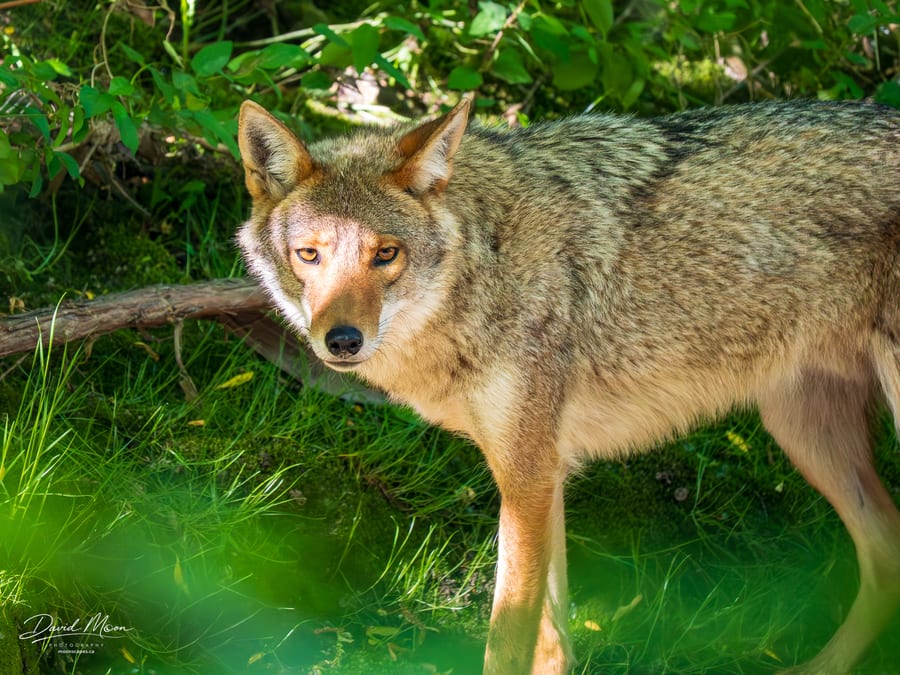Adult Urban Coyote Portrait