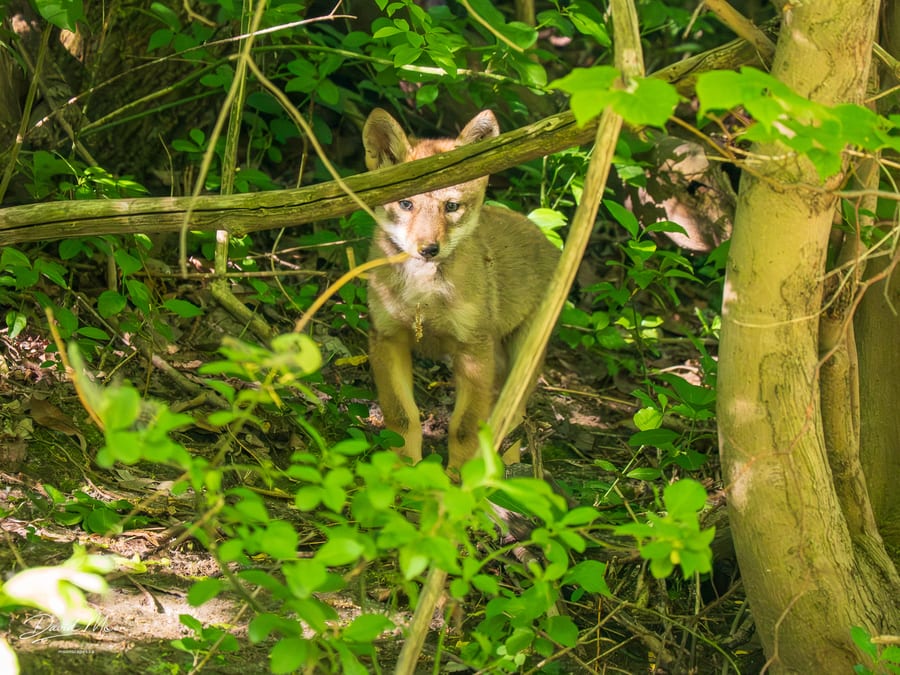 Coyote Pup in the Understory