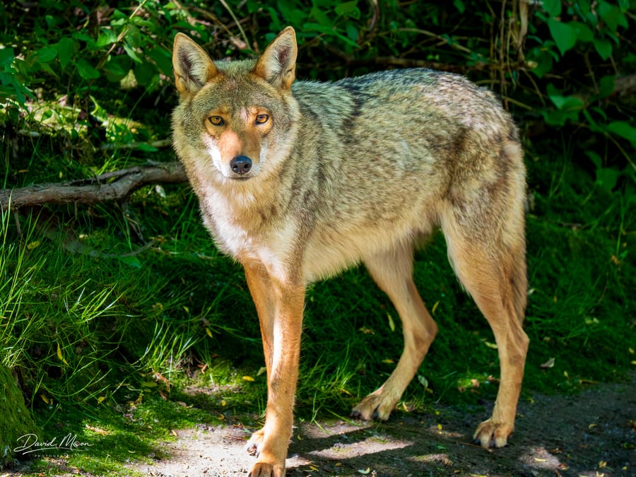 Coyote at the Edge of Cover