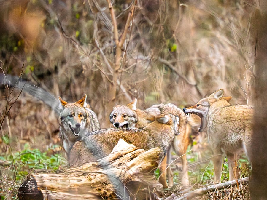 Pack Tension in the Understory
