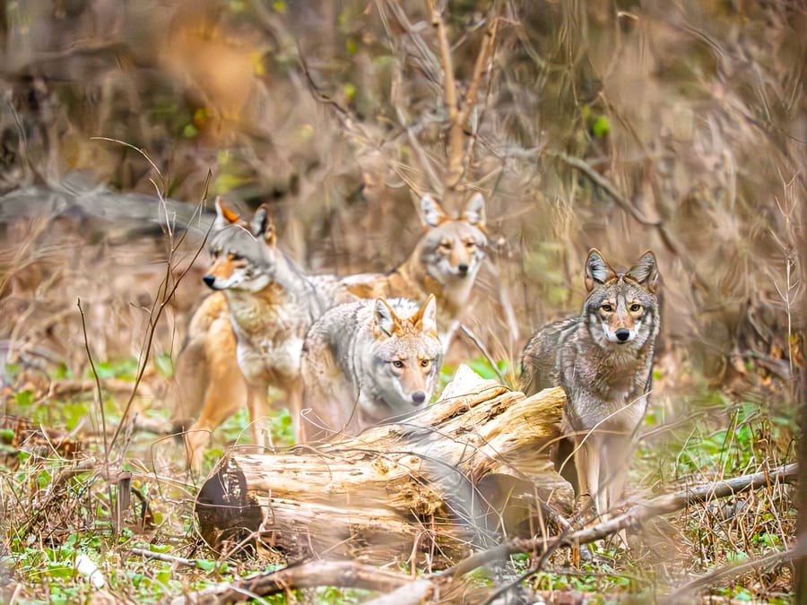 Four Coyotes on Alert