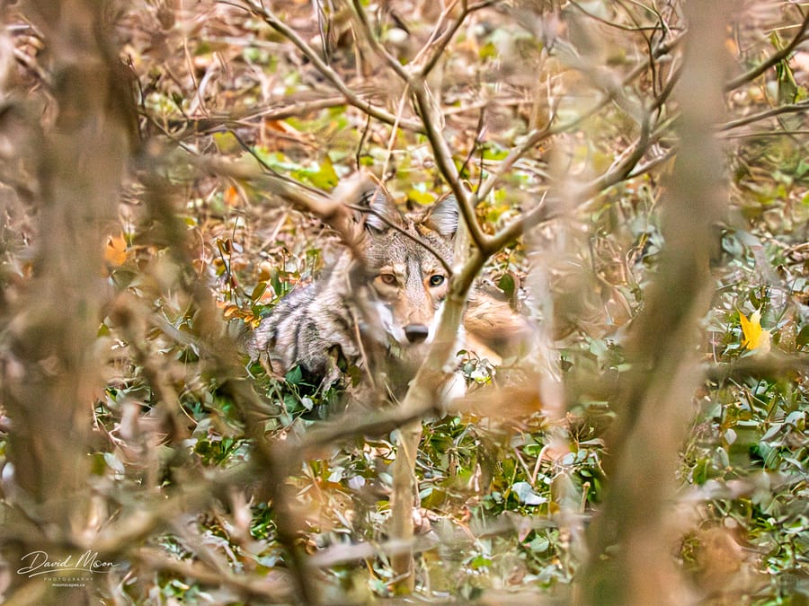 Coyote Behind the Thicket