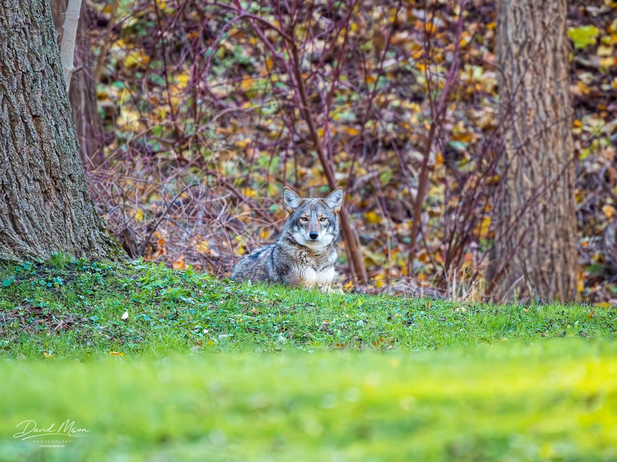 Coyote Resting at the Forest Edge