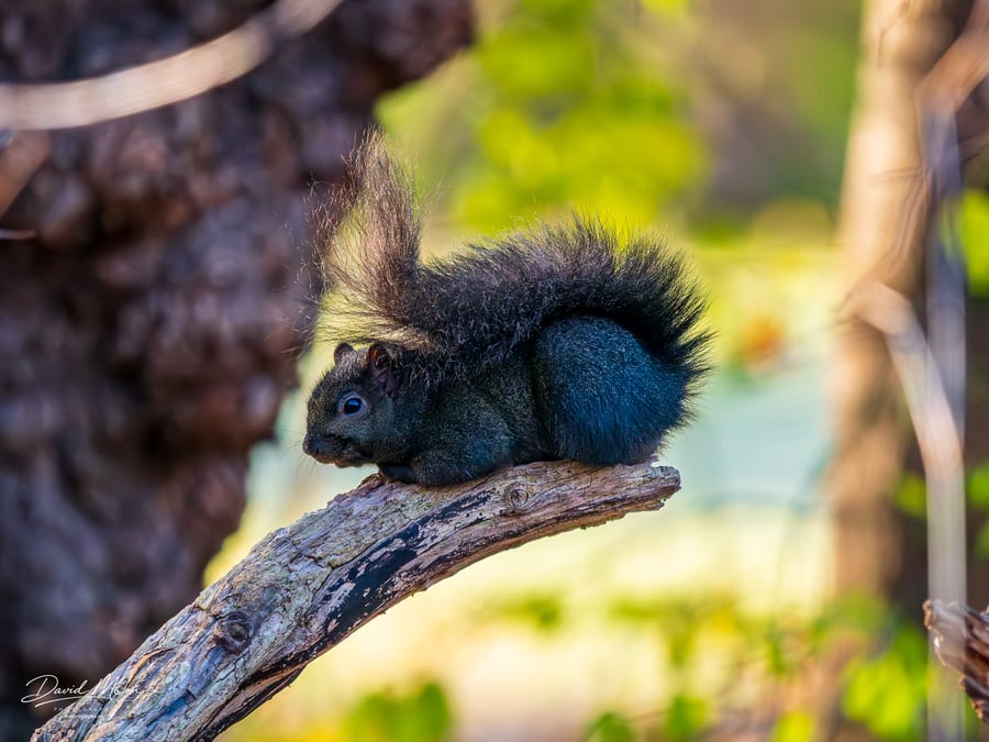 Melanistic Eastern Gray Squirrel
