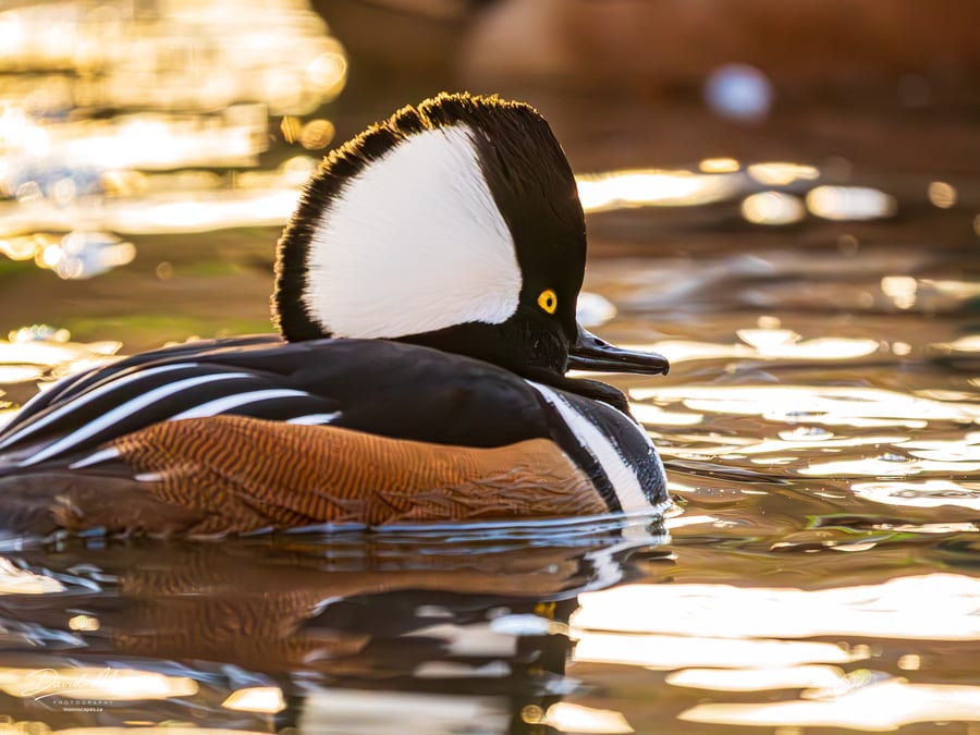 Hooded Merganser in Golden Light