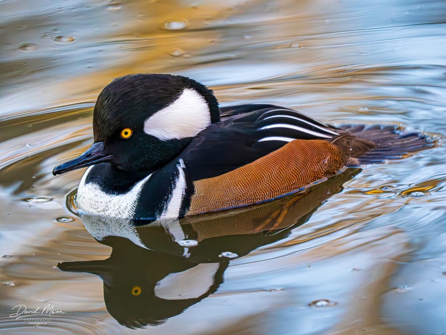 Hooded Merganser and Reflection